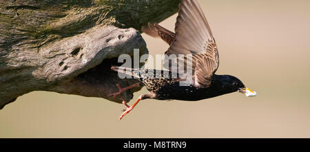 Spreeuw wegvliegend uit Nest; Common Starling fliegt von Nest Stockfoto