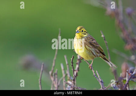 Die Goldammer wären Emberiza citrinella männlich in der Hecke in der Nähe von Ely, Cambridgeshire England UK Februar 2005 Stockfoto