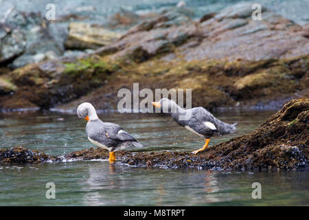 Paartje Vliegende Booteenden aan rotskust; Paar Flying Steamer-Ducks auf felsigen Ufer Stockfoto