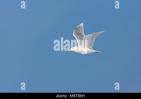 Glaucous Möwe nach Fliegen; Grote Burgemeester volwassen Vliegend Stockfoto