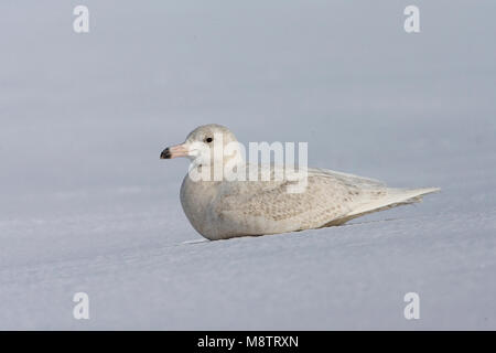 Glaucous Gull unreifen ruht auf Schnee; Grote Burgemeester onvolwassen rustend op sneeuw Stockfoto