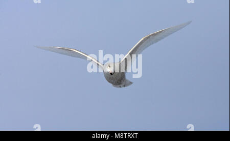 Onvolwassen Grote Burgemeester in Vlucht; unreif Glaucous Möwe im Flug Stockfoto