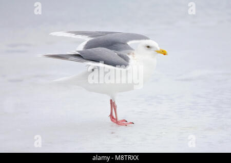 Volwassen Grote Burgemeester staand; Glaucous Möwe nach stehend auf Eis Stockfoto