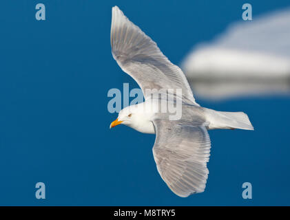 Grote Burgemeester volwassen Vliegend; Glaucous Möwe nach Fliegen Stockfoto