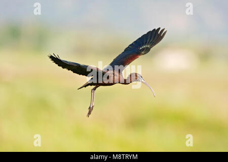 Volwassen Zwarte Ibis in de Vlucht; Erwachsene Glossy Ibis im Flug Stockfoto