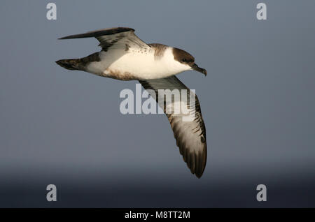 Große Shearwater fliegen; Grote Pijlstormvogel vliegend Stockfoto