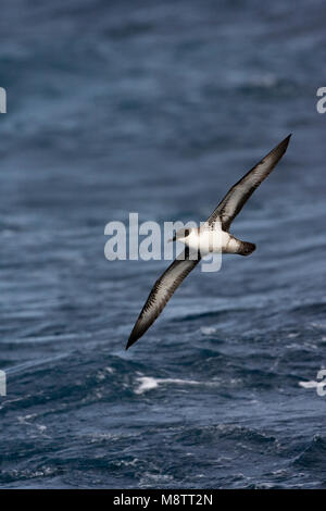 Große Shearwater fliegen; Grote Pijlstormvogel vliegend Stockfoto