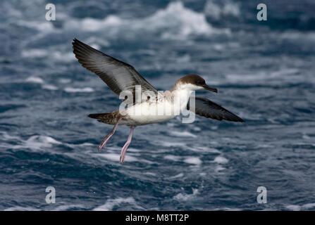 Große Shearwater fliegen; Grote Pijlstormvogel vliegend Stockfoto