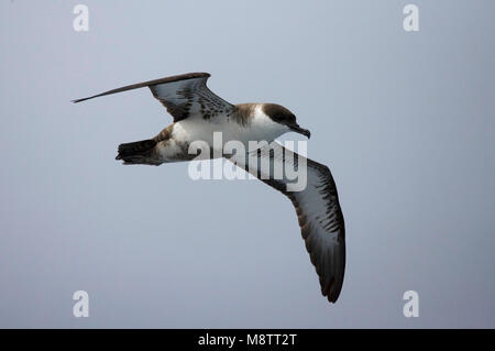 Große Shearwater fliegen; Grote Pijlstormvogel vliegend Stockfoto