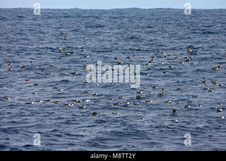 Grote Pijlstormvogel op volle Zee; große Shearwater auf See Stockfoto