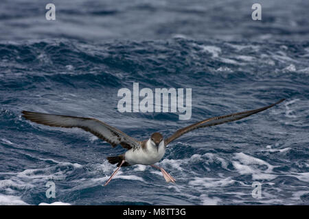 Grote Pijlstormvogel op volle Zee; große Shearwater auf See Stockfoto