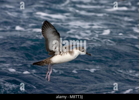 Grote Pijlstormvogel op volle Zee; große Shearwater auf See Stockfoto