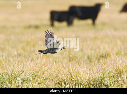 Waaierhoen, größere Sage-Grouse Stockfoto