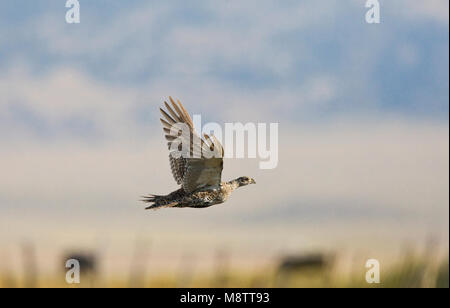 Waaierhoen, größere Sage-Grouse Stockfoto