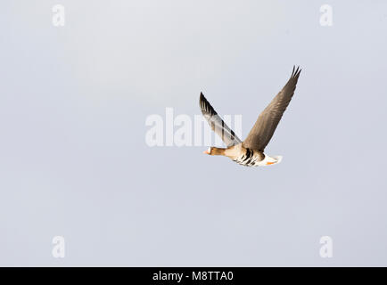 Kolgans in de Vlucht; Mehr mit weißer Fassade, Gänse im Flug Stockfoto