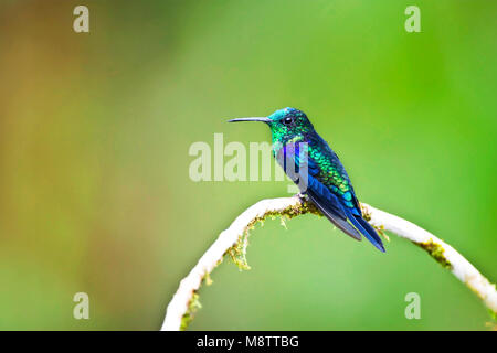 Groenkroonbosnimf, Grün - gekrönte Woodnymph, Thalurania fannyae Stockfoto