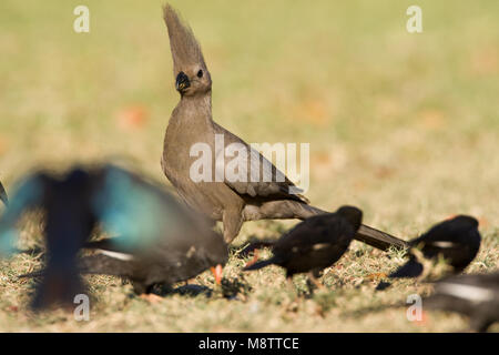 Vale Toerako, Grau Go-Away - Vogel, Corythaixoides concolor Stockfoto