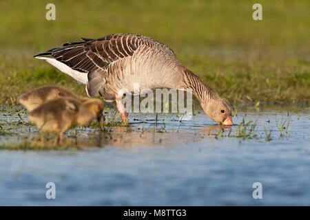 Grauwe Gans met Jong, Graugans mit Küken Stockfoto