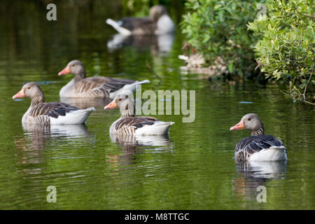 Grauwe Gans; Graugans Stockfoto