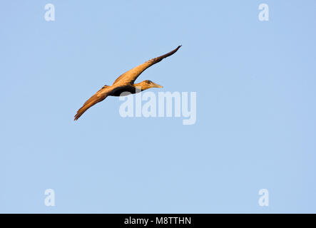 Hamerkop, Hamerkop, Scopus umbretta Stockfoto