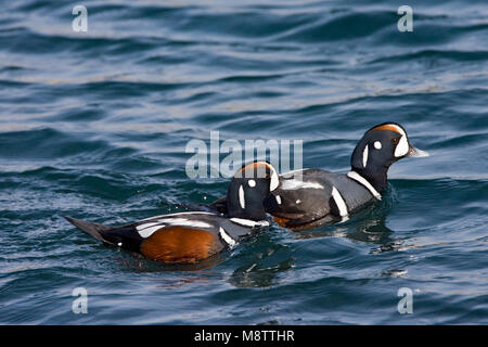 Harlequin Duck zwei Männchen schwimmen; Harlekijneend twee mannetjes zwemmend Stockfoto