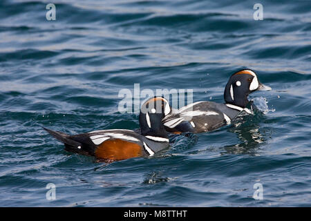 Harlequin Duck zwei Männchen schwimmen; Harlekijneend twee mannetjes zwemmend Stockfoto