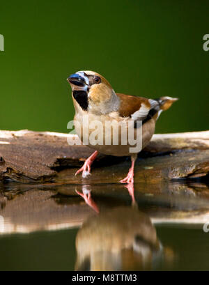 Appelvink, Hawfinch Coccothraustes coccothraustes, Stockfoto