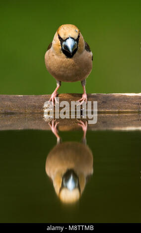 Appelvink, Hawfinch Coccothraustes coccothraustes, Stockfoto