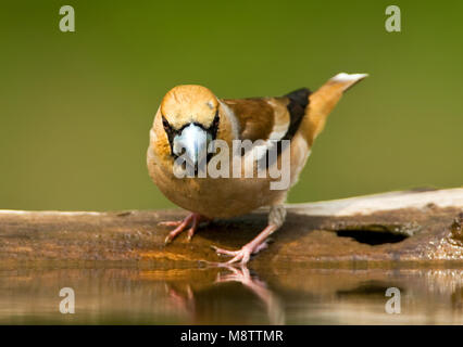 Appelvink, Hawfinch Coccothraustes coccothraustes, Stockfoto