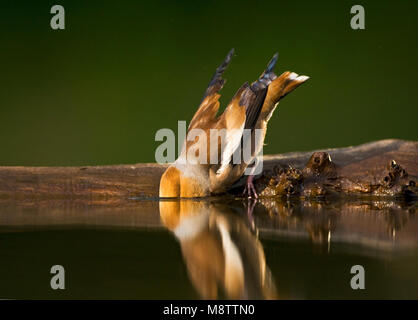 Appelvink, Hawfinch Coccothraustes coccothraustes, Stockfoto