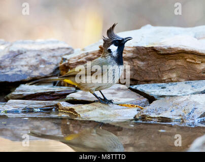 Himalaya Witoorbulbul, Himalayan Bulbul, Pycnonotus leucogenys Stockfoto