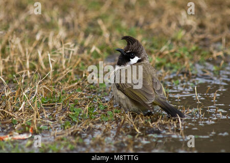 Himalaya Witoorbulbul, Himalayan Bulbul, Pycnonotus leucogenys Stockfoto