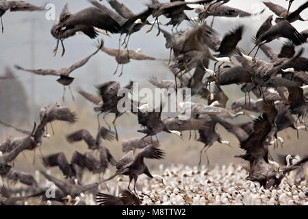 Grote Groep overwinterende Monnikskraanvogels; große Herde von überwinternden Hooded Krane Stockfoto