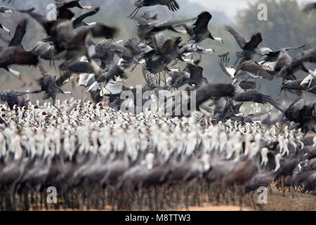 Grote Groep overwinterende Monnikskraanvogels; große Herde von überwinternden Hooded Krane Stockfoto