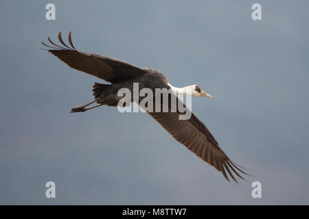 Hooded Crane fliegen; Monnikskraanvogel vliegend Stockfoto