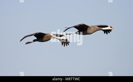 Hooded Crane fliegen; Monnikskraanvogel vliegend Stockfoto