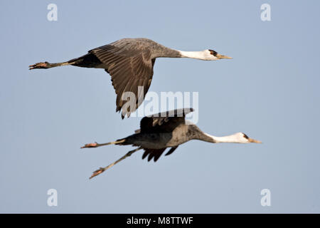 Hooded Crane fliegen; Monnikskraanvogel vliegend Stockfoto