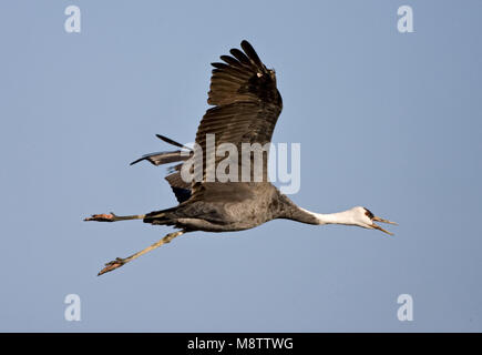 Hooded Crane fliegen; Monnikskraanvogel vliegend Stockfoto