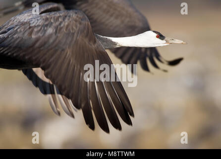 Hooded Crane fliegen; Monnikskraanvogel vliegend Stockfoto