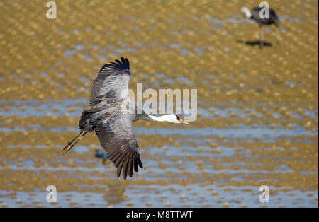 Hooded Crane fliegen; Monnikskraanvogel vliegend Stockfoto