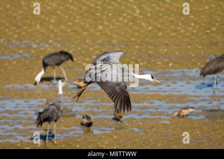 Hooded Crane fliegen; Monnikskraanvogel vliegend Stockfoto