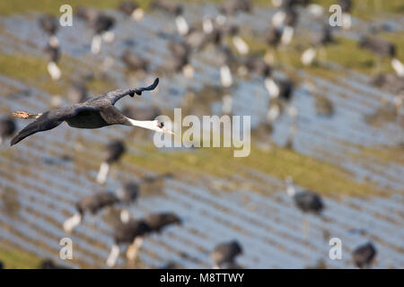 Hooded Crane fliegen; Monnikskraanvogel vliegend Stockfoto