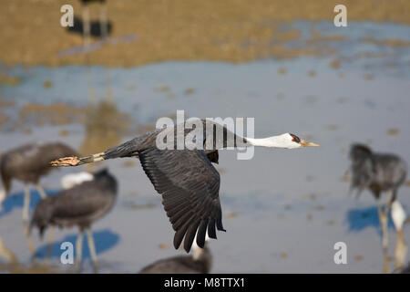 Hooded Crane fliegen; Monnikskraanvogel vliegend Stockfoto