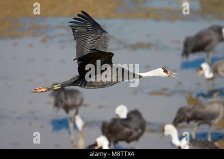 Hooded Crane fliegen; Monnikskraanvogel vliegend Stockfoto