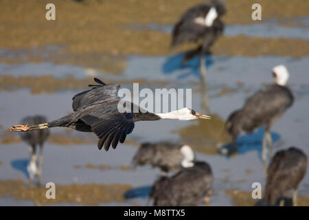 Hooded Crane fliegen; Monnikskraanvogel vliegend Stockfoto