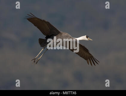 Hooded Crane fliegen; Monnikskraanvogel vliegend Stockfoto