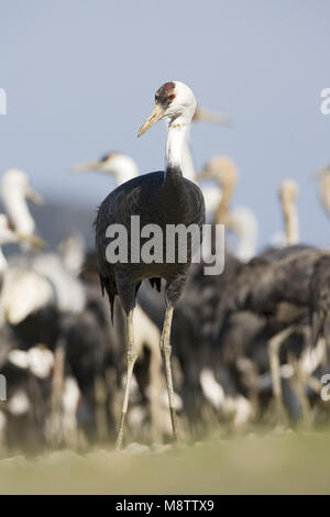 Hooded Crane stehend; Monnikskraanvogel staand Stockfoto