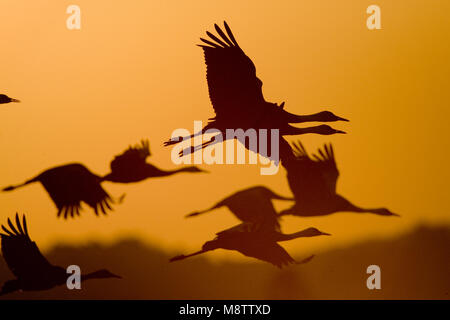 Hooded Crane Group in der Dämmerung fliegen; Monnikskraanvogel roep vliegend in Politiker Stockfoto