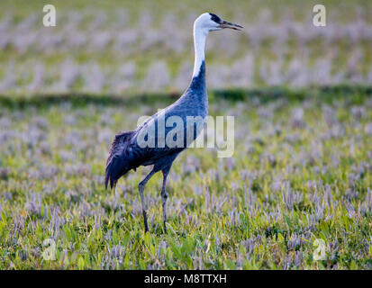 Hooded Crane stehend; Monnikskraanvogel staand Stockfoto