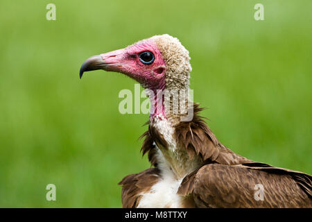 Kapgier; Hooded Vulture Stockfoto